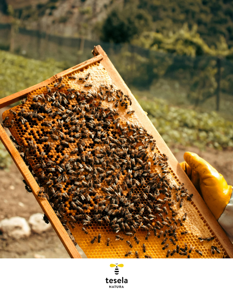 Miel pura de abeja, miel cruda de limón - Tesela 320 gr - Imagen 4